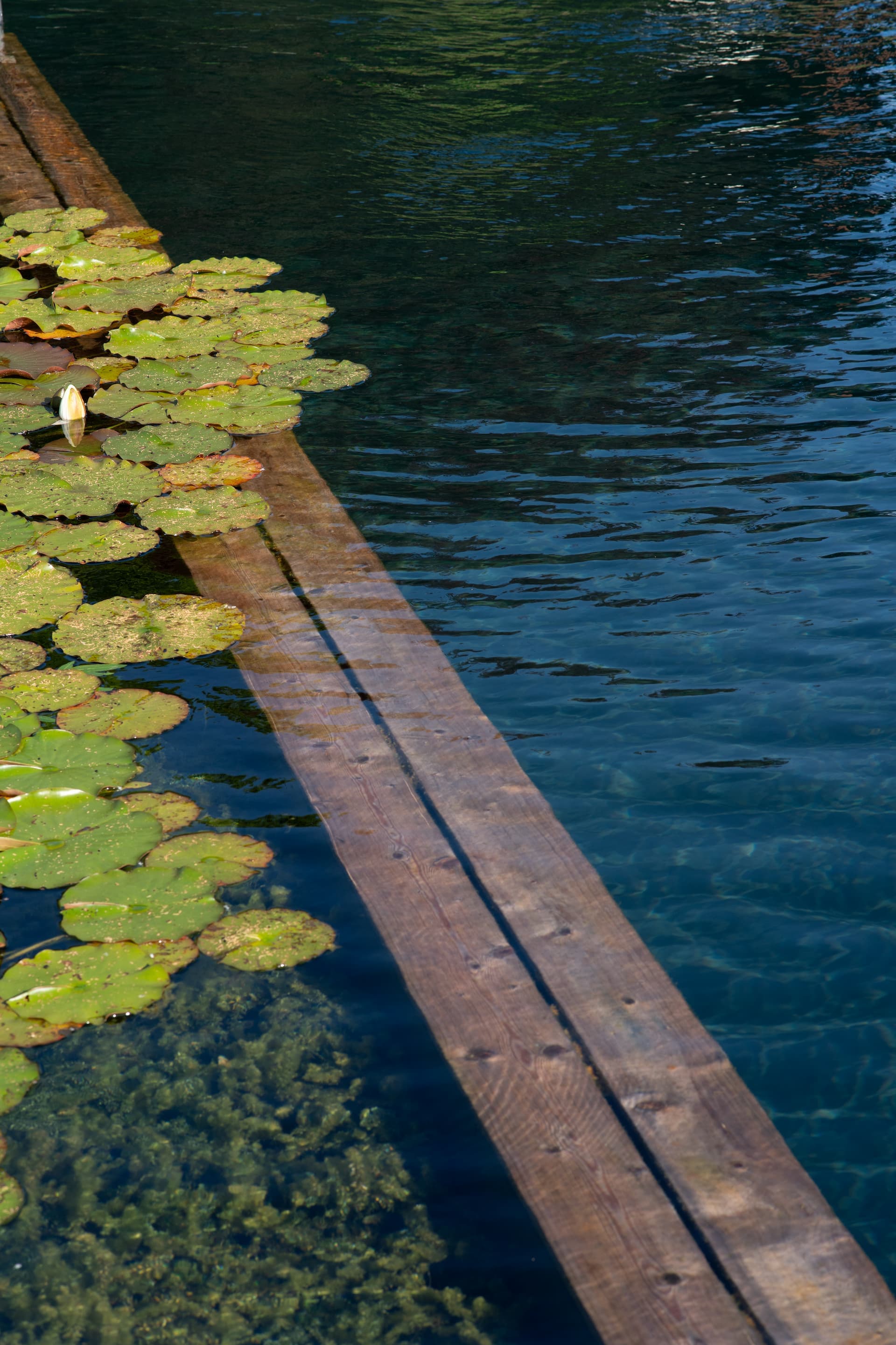 Swimming Pond Slide 3